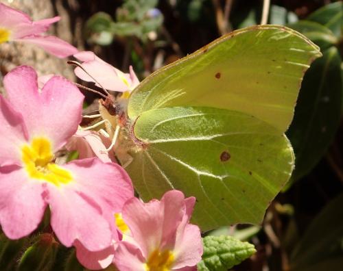 Gonepteryx rhamni